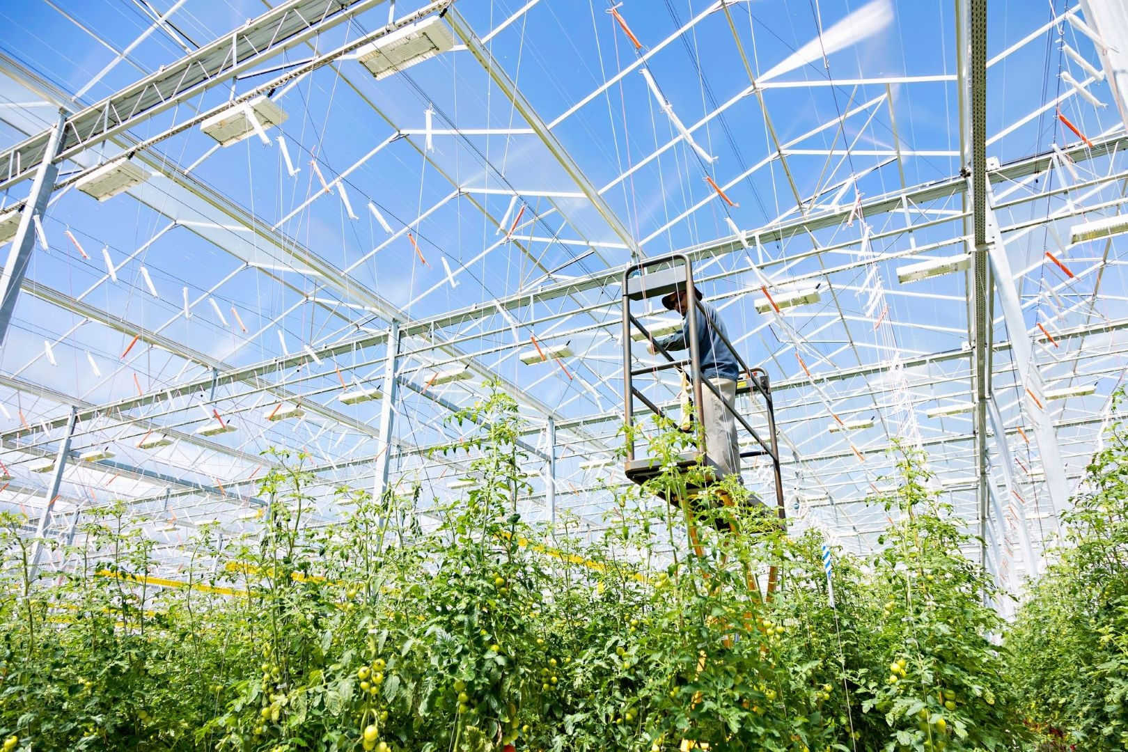 ontario greenhouse